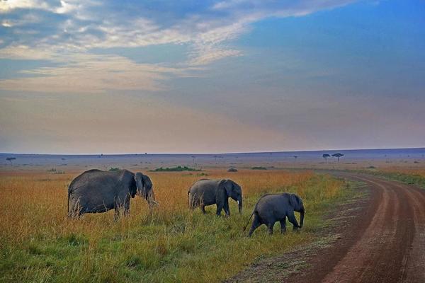 见证动物大迁徙肯尼亚10天摄影之旅