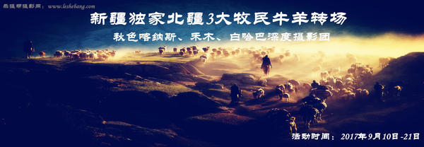 独家北疆3大牧民牛羊转场秋色喀纳斯、禾木、白哈巴深度摄影团