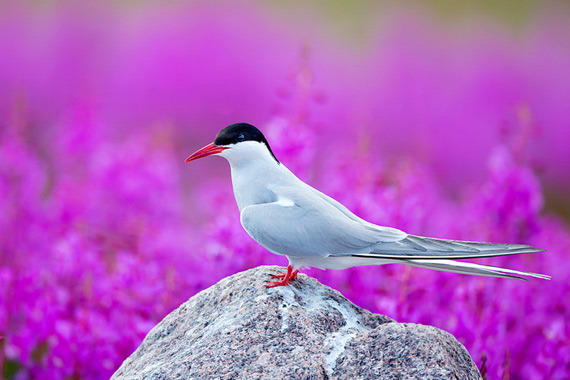 重返崇明岛东滩湿地自然保护区打鸟活动 
