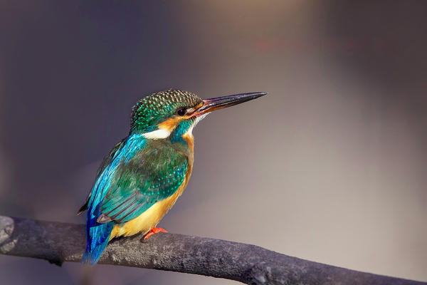 鸟类摄影论坛春季镜头对焦校准活动